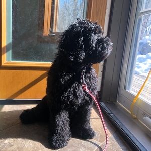 Meet your Posher, Paige